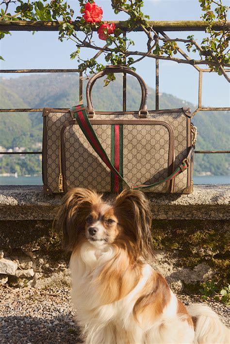 mytheresa Gucci pets